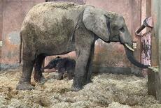 マルミミゾウ、アオと命名