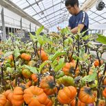 ハロウィーン向けミニ“カボチャ”出荷最盛期　真岡の光菅園芸