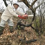 両崖山火災３年、ツツジの山再生険し　足利の市民団体が倒木など撤去　「今…