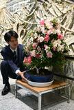 サツキ１５０点並べ ２３日からフェア 