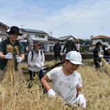 麦刈りで市の魅力満喫　移住者ら親子60人が参加　栃木