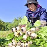 那須塩原の特産「塩原かぶ」出荷ピーク　みずみずしく柔らかな食感、６月半ばまで食べ頃