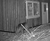 ヒグマ目撃で円山公園を閉鎖