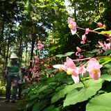 宇都宮でシュウカイドウ見頃　古賀志山の林道、漂う秋の気配