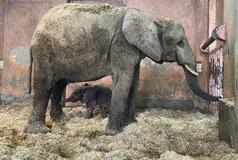 マルミミゾウ、アオと命名