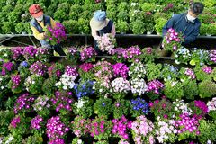 サイネリア 咲きそろう　小山
