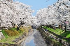 桜　名所を歩こう