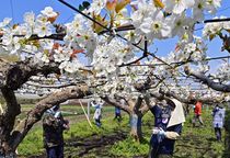 ナシの授粉作業　宇都宮