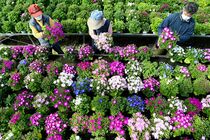 サイネリア 咲きそろう　小山