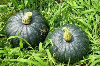 ホクホクして濃厚な味 JAなす南のみなみちゃん南瓜｜ふぉーyou｜JA