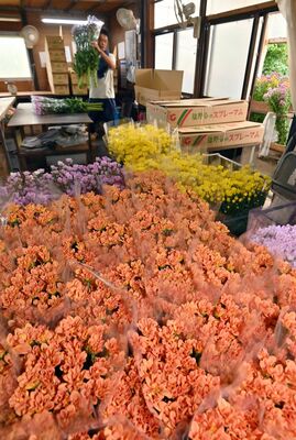 出荷を待つ色鮮やかなスプレーマム＝18日午前７時50分、塩谷町大宮