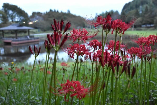 みかも山公園の万葉庭園で咲くヒガンバナ。例年より１週間ほど遅れて八分咲きとなった＝21日午後、佐野市