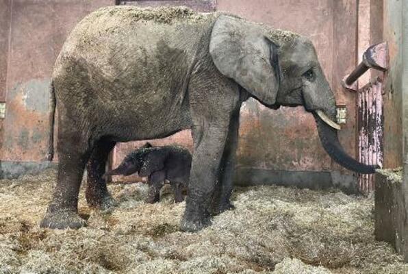 8月、国内で初めて誕生したマルミミゾウの子ども(下)。愛称が「アオ」に決まった(広島市安佐動物公園提供)