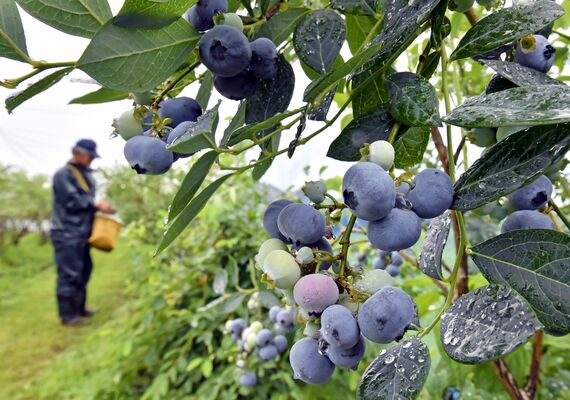 収穫期を迎え、鈴なりに実ったブルーベリー＝18日午前10時10分、大田原市南金丸