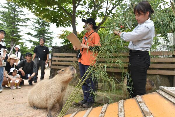 来園者の前でおいしそうに竹を食べるカピバラ＝７日午後、那須町大島