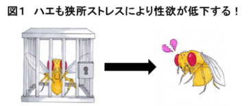 狭い部屋に閉じ込められるストレスにより オスの性欲が低下する仕組みを解…