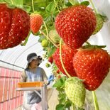 つややかな実　奥日光育ち「なつおとめ」収穫期迎える　県開発の夏秋採りイ…