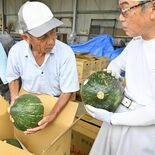 今年は特に「ホクホク」　那須烏山の「中山かぼちゃ」　山あげ祭開幕の26…