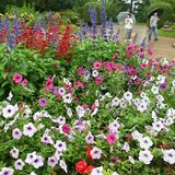 梅雨でもさわやかに　夢花壇でペチュニアやサルビア見頃　とちぎわんぱく公園