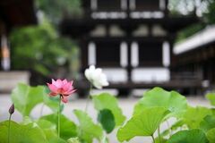 【奈良市観光協会】蓮が咲き誇るお寺巡り「奈良・西ノ京ロータスロード」を6月18日から開催