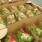 シャインマスカットや巨峰がずらり　ＪＡしもつけで岩舟産ブドウの品評会