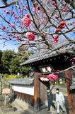足利学校で寒紅梅見頃