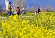 渡良瀬遊水地で菜の花見頃