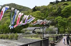 那珂川の川面に こいのぼり５１匹　