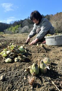 春を彩るフキノトウの収穫　那珂川