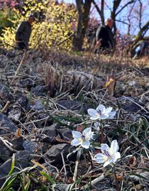 セツブンソウの花開く　栃木