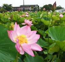しっとりと雨にぬれて咲くハス　日光