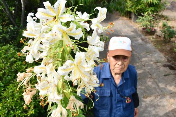 ５７輪の花を咲かせたヤマユリ