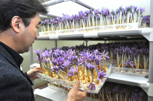 栽培室で開花したサフランの花