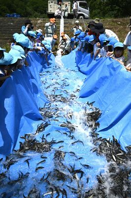 シートを持って稚アユを放流する園児たち
