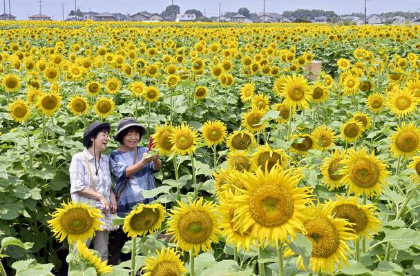 広大な畑に咲きそろった約30万本のヒマワリ＝19日正午、野木町野木