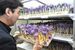 栽培室で開花したサフランの花