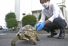 真岡の会社敷地で体長50cmのカメ捕獲 真岡署が拾得物として飼い主探す