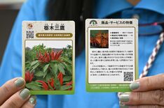 大田原の特産トウガラシ「栃木三鷹」特徴紹介カード好評　市内飲食店などで…