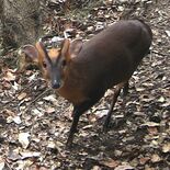 特定外来生物「キョン」栃木県に接近 茨城で目撃 「家庭菜園までやられる…