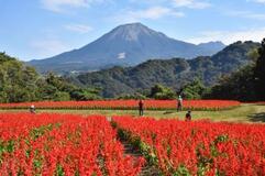 １０万株のサルビア見頃、鳥取