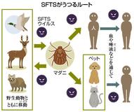 １０～３０％の人亡くなる