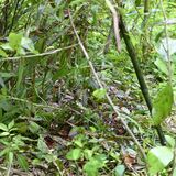 那須塩原で男性、クマに襲われけが
