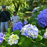 アジサイ色鮮やかに　那須塩原の烏ケ森公園　青や紫など園内彩り見頃