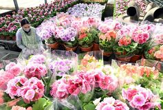 【夕刊】春色、一足早く