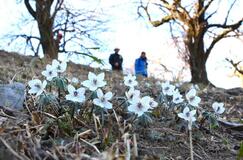 春の訪れ告げる白い花
