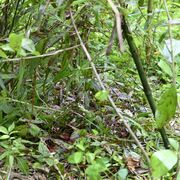 那須塩原で男性、クマに襲われけが