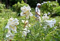 那須街道でヤマユリ見頃