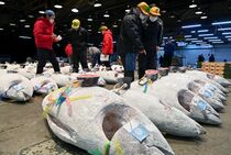 宇都宮の市場で初競り