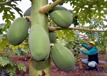 青パパイアが収穫期　佐野