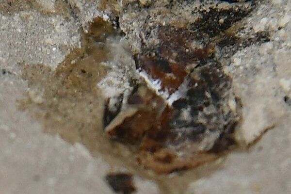 カメムシとみられる化石の接写写真